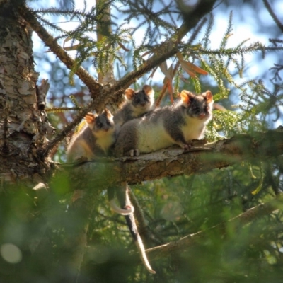 Pseudocheirus peregrinus (Common Ringtail Possum) at ANBG - 30 Oct 2018 by TimL