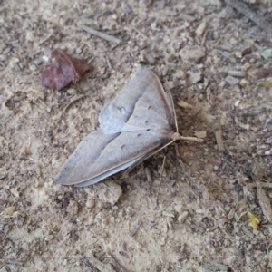 Epidesmia hypenaria at Weston, ACT - 31 Oct 2018 08:43 AM