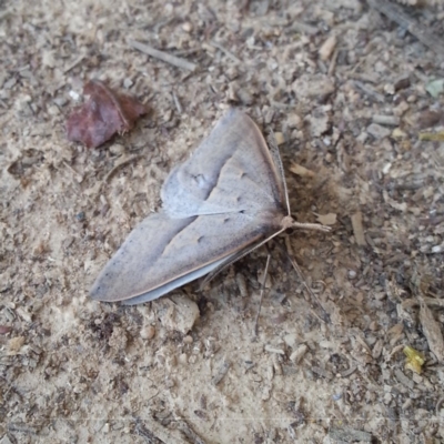 Epidesmia hypenaria (Long-nosed Epidesmia) at Weston, ACT - 31 Oct 2018 by MatthewFrawley
