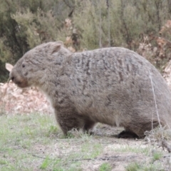 Vombatus ursinus (Bare-nosed Wombat) at Tharwa, ACT - 16 Oct 2018 by MichaelBedingfield