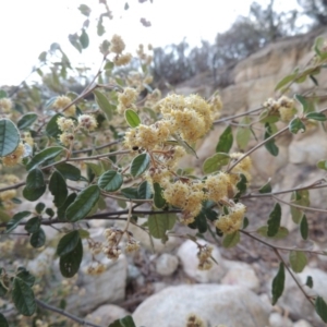 Pomaderris eriocephala at Tennent, ACT - 16 Oct 2018