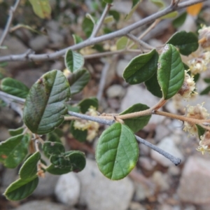 Pomaderris eriocephala at Tennent, ACT - 16 Oct 2018