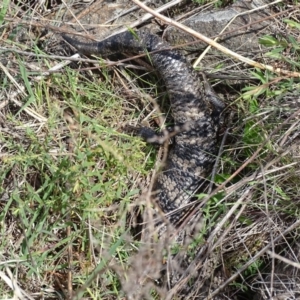 Tiliqua scincoides scincoides at Urambi Hills - 23 Oct 2018 11:55 AM