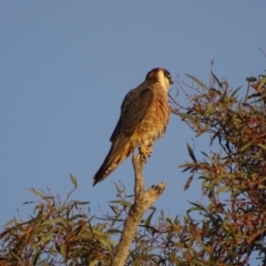 Falco longipennis (Australian Hobby) at Garran, ACT - 28 Oct 2018 by roymcd