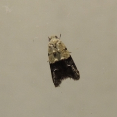Tracholena sulfurosa (A tortrix moth) at Pollinator-friendly garden Conder - 17 Oct 2018 by michaelb