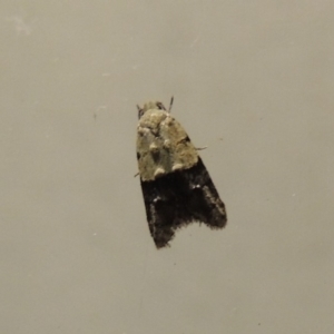 Tracholena sulfurosa at Conder, ACT - 17 Oct 2018 11:07 PM