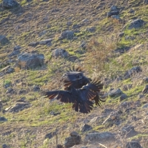 Corvus coronoides at Garran, ACT - 28 Oct 2018