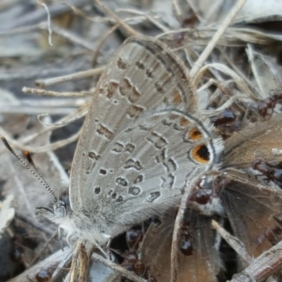 Acrodipsas myrmecophila (Small Ant-blue Butterfly) by Mike