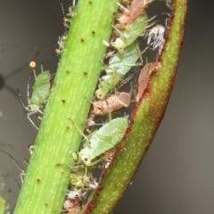 Macrosiphum rosae (Rose aphid) at Ainslie, ACT - 30 Oct 2018 by jbromilow50