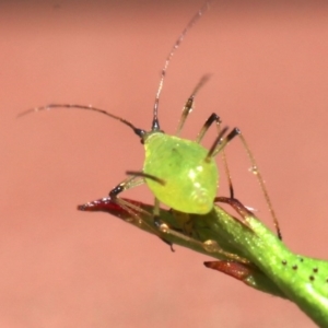 Macrosiphum rosae at Ainslie, ACT - 30 Oct 2018