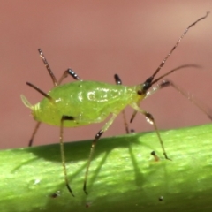 Macrosiphum rosae at Ainslie, ACT - 30 Oct 2018