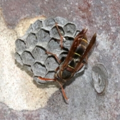 Polistes (Polistella) humilis (Common Paper Wasp) at Undefined - 26 Oct 2018 by jb2602