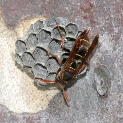 Polistes (Polistella) humilis (Common Paper Wasp) at Undefined - 26 Oct 2018 by jbromilow50