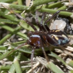 Habronestes bradleyi (Bradley's Ant-Eating Spider) at Tidbinbilla Nature Reserve - 31 Oct 2018 by JudithRoach