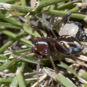 Habronestes bradleyi at Paddys River, ACT - 31 Oct 2018