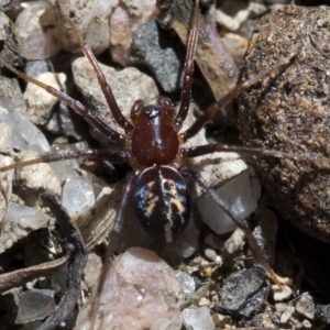 Habronestes bradleyi at Paddys River, ACT - 31 Oct 2018