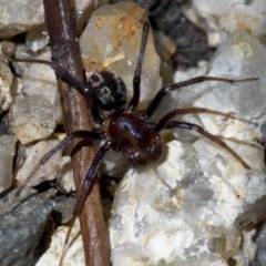 Habronestes bradleyi at Paddys River, ACT - 31 Oct 2018