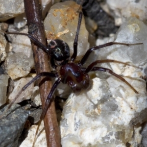 Habronestes bradleyi at Paddys River, ACT - 31 Oct 2018