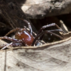 Habronestes bradleyi at Paddys River, ACT - 31 Oct 2018