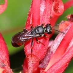 Hylaeus (Prosopisteron) littleri at Ainslie, ACT - 29 Oct 2018