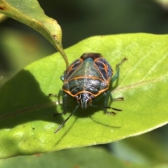 Poecilometis sp. (genus) (A Gum Tree Shield Bug) at Undefined - 28 Oct 2018 by jbromilow50