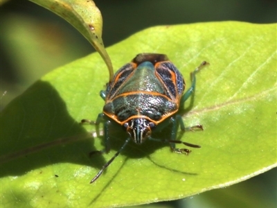 Poecilometis sp. (genus) (A Gum Tree Shield Bug) at Undefined - 28 Oct 2018 by jb2602