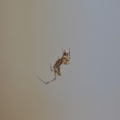 Philoponella congregabilis (Social house spider) at Wamboin, NSW - 29 Oct 2018 by natureguy