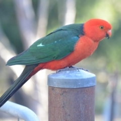 Alisterus scapularis (Australian King-Parrot) at Wamboin, NSW - 29 Oct 2018 by natureguy