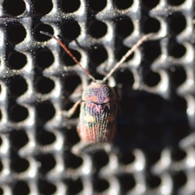 Cadmus (Cadmus) crucicollis (Leaf beetle) at Wamboin, NSW - 29 Oct 2018 by natureguy