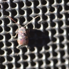 Cadmus (Cadmus) crucicollis at Wamboin, NSW - 30 Oct 2018