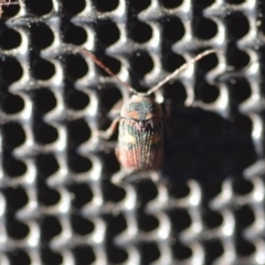 Cadmus (Cadmus) crucicollis at Wamboin, NSW - 30 Oct 2018 10:34 AM