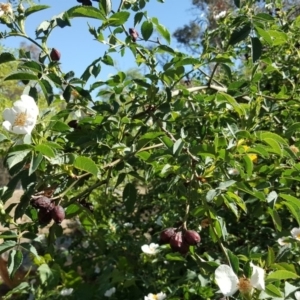 Rosa canina at O'Connor, ACT - 31 Oct 2018