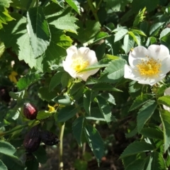 Rosa canina at O'Connor, ACT - 31 Oct 2018