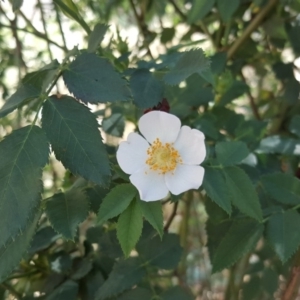 Rosa canina at O'Connor, ACT - 31 Oct 2018