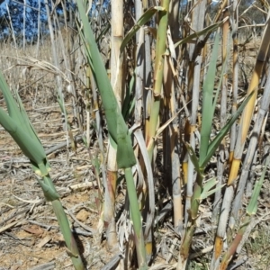 Arundo donax at O'Connor, ACT - 31 Oct 2018