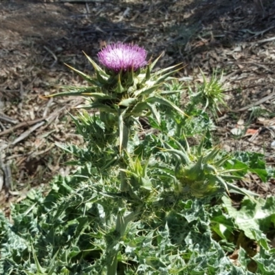 Silybum marianum (Variegated Thistle) at O'Connor, ACT - 31 Oct 2018 by Mike