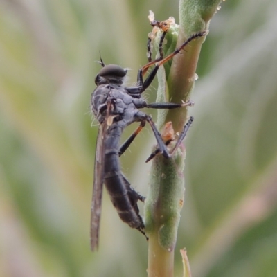 Cerdistus sp. (genus) (Yellow Slender Robber Fly) at Paddys River, ACT - 21 Dec 2015 by michaelb