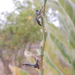 Cerdistus sp. (genus) at Paddys River, ACT - 21 Dec 2015