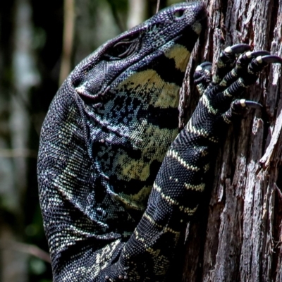 Varanus varius (Lace Monitor) at Coolangubra, NSW - 29 Oct 2018 by WildernessPhotographer