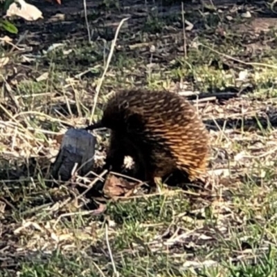 Tachyglossus aculeatus (Short-beaked Echidna) at Red Hill Nature Reserve - 23 Oct 2018 by JackyF