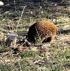 Tachyglossus aculeatus at Deakin, ACT - 23 Oct 2018