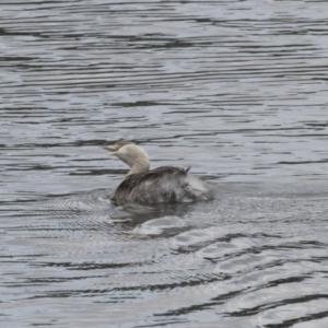 Poliocephalus poliocephalus at Forde, ACT - 16 Oct 2018