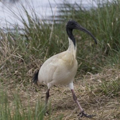 Threskiornis molucca (Australian White Ibis) at Amaroo, ACT - 16 Oct 2018 by Alison Milton