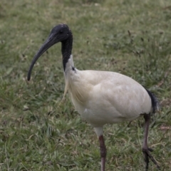 Threskiornis molucca at Amaroo, ACT - 16 Oct 2018