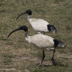 Threskiornis molucca at Amaroo, ACT - 16 Oct 2018