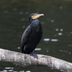 Phalacrocorax carbo (Great Cormorant) at Amaroo, ACT - 16 Oct 2018 by AlisonMilton