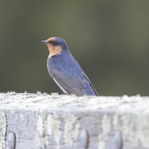 Hirundo neoxena at Amaroo, ACT - 16 Oct 2018