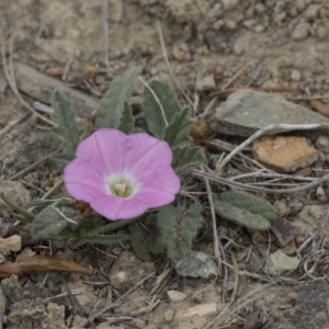 Convolvulus angustissimus subsp. angustissimus at Forde, ACT - 16 Oct 2018 10:44 AM