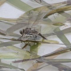 Anax papuensis (Australian Emperor) at Amaroo, ACT - 16 Oct 2018 by AlisonMilton