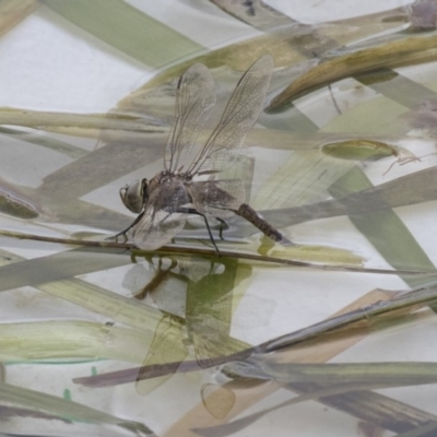 Anax papuensis (Australian Emperor) at Amaroo, ACT - 16 Oct 2018 by Alison Milton